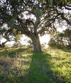 The Coast Live Oak (Quercus agrifolia) is an evergreen oak, highly variable and often shrubby, native to the California Floristic Province.