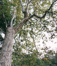 Sycamore trees quench their thirst from the Valley floor....