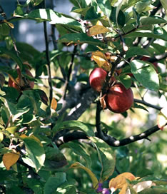 In the summer apple and appricot orchards wait to be discovered....