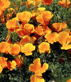 California poppies flout their gold over springtime fields....