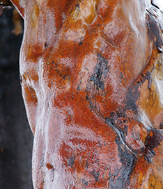 madrone trunks 