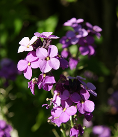 purple flowers