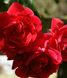 red roses