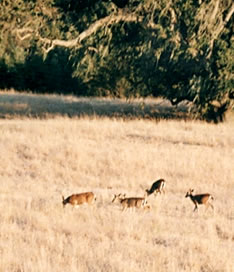 Mule deer graze the Valley's slopes...